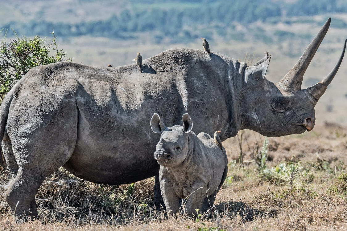 Rhino