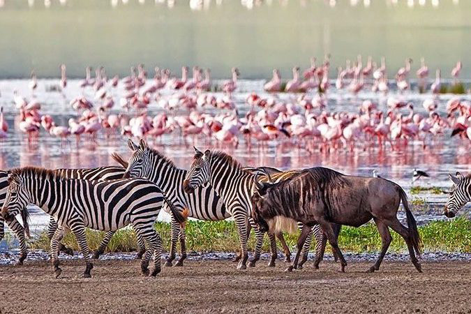 Group Joining Safari