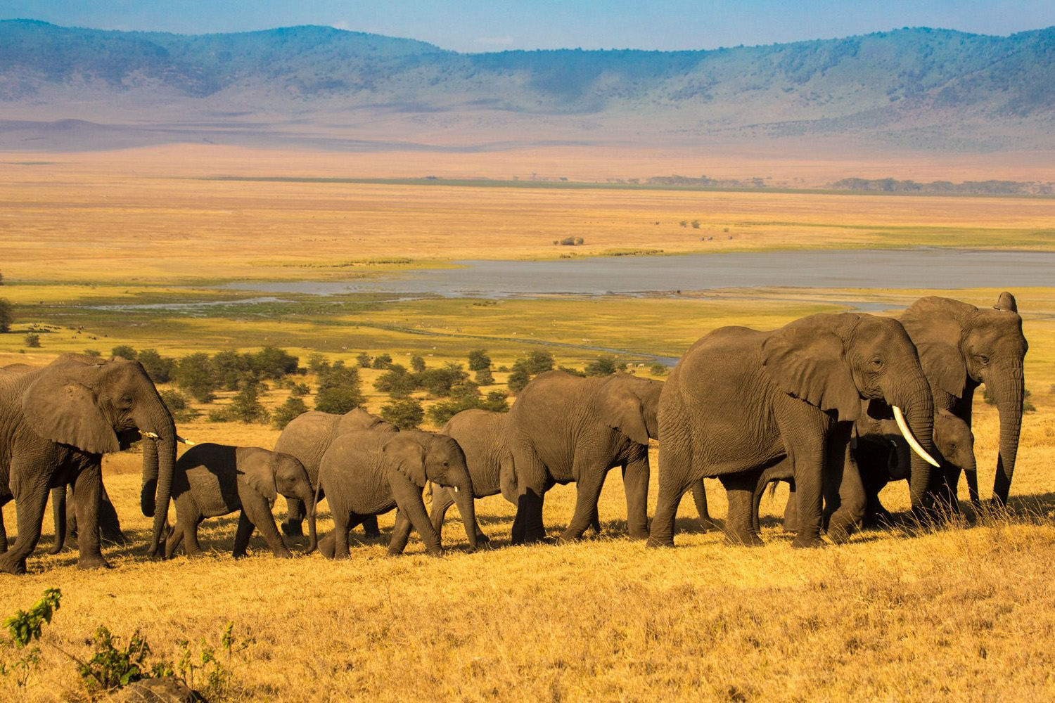 luxury safari