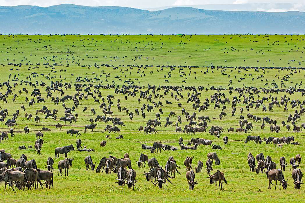 Luxury safari