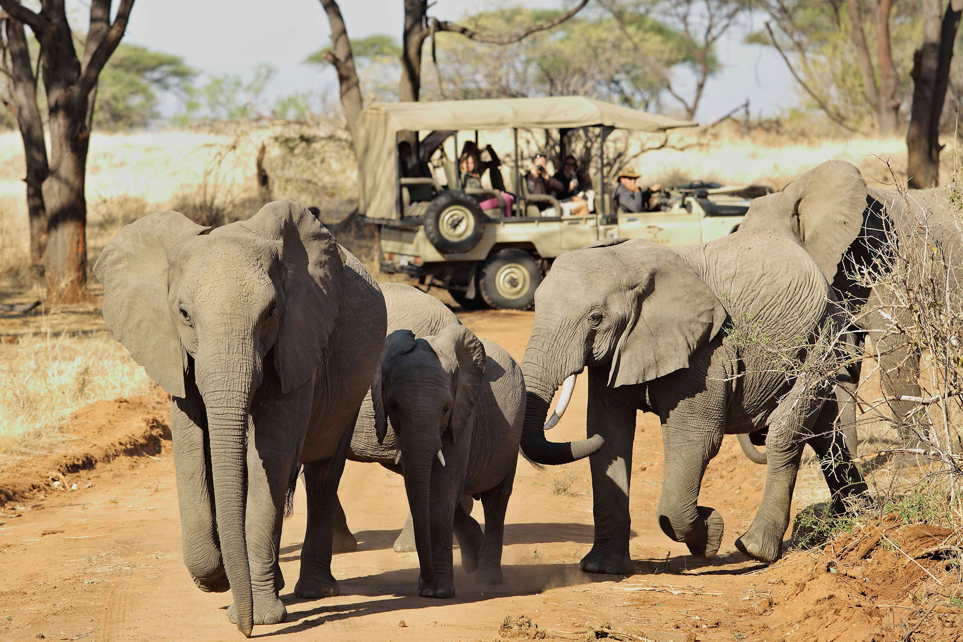 luxury safari