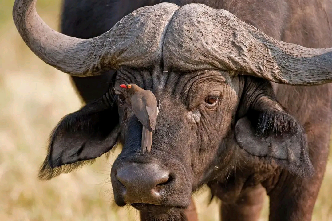 Buffalo