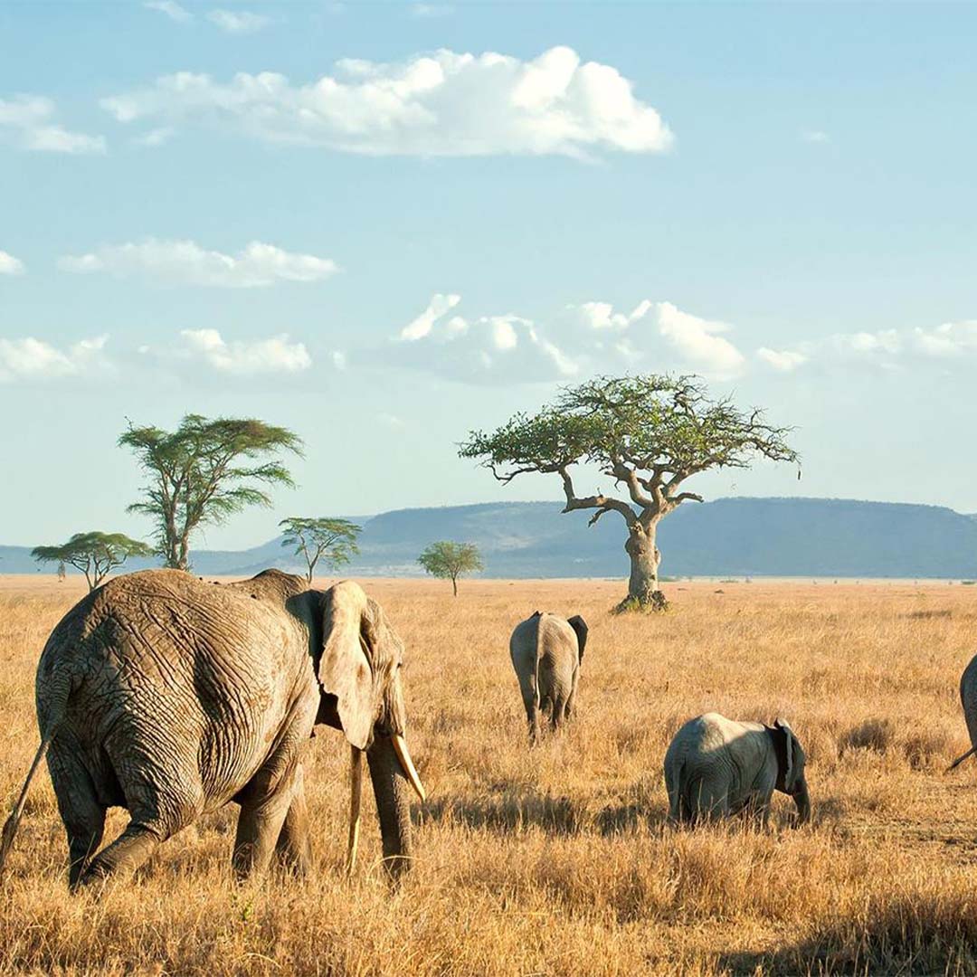 Budget Tanzania Safari