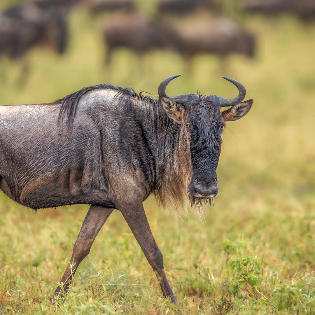 Affordable Safari in Tanzania