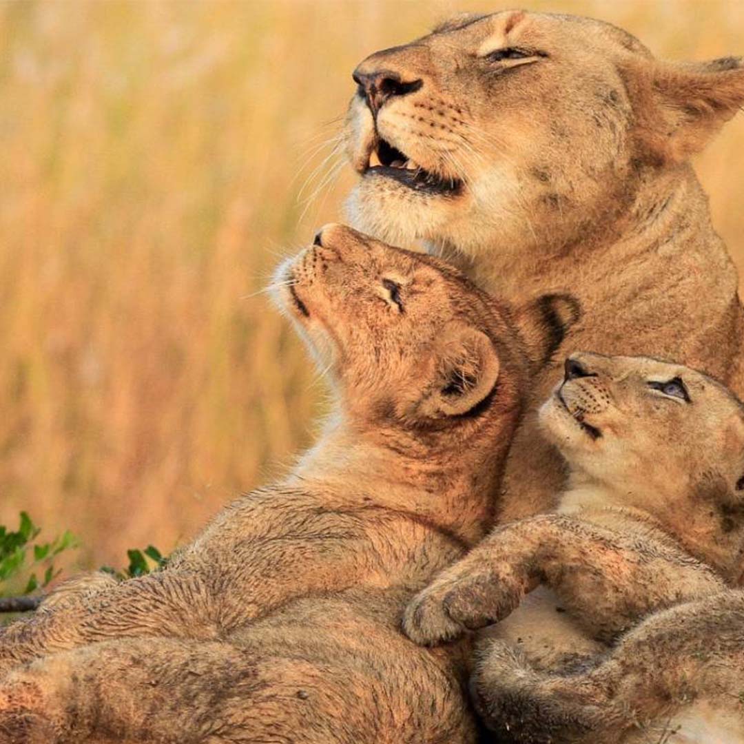 Tanzania Safari Tips