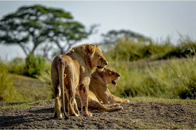 Group safari