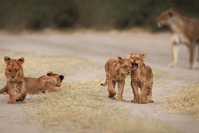Camping safari