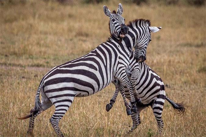 Group safari