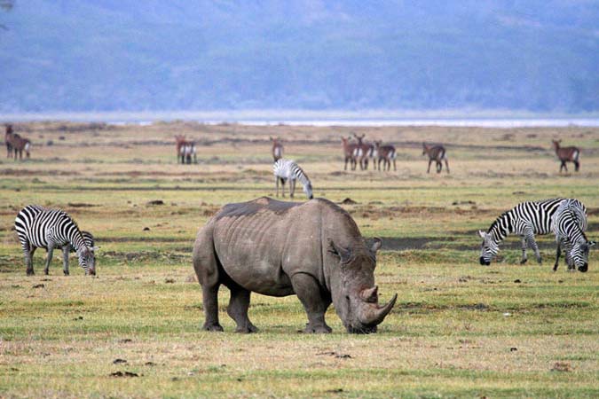 Camping safari