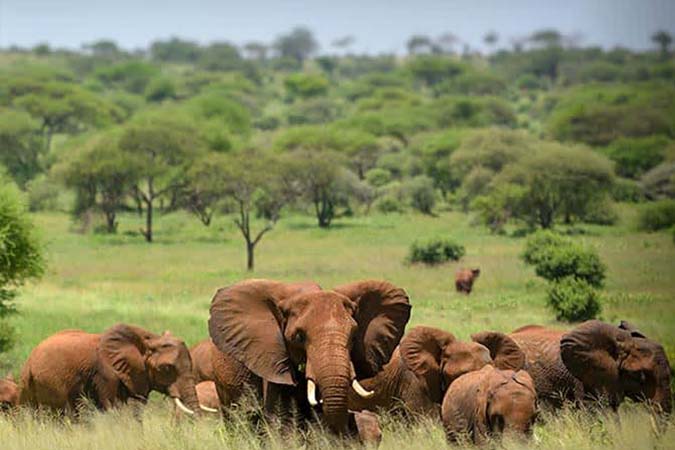 Group safari