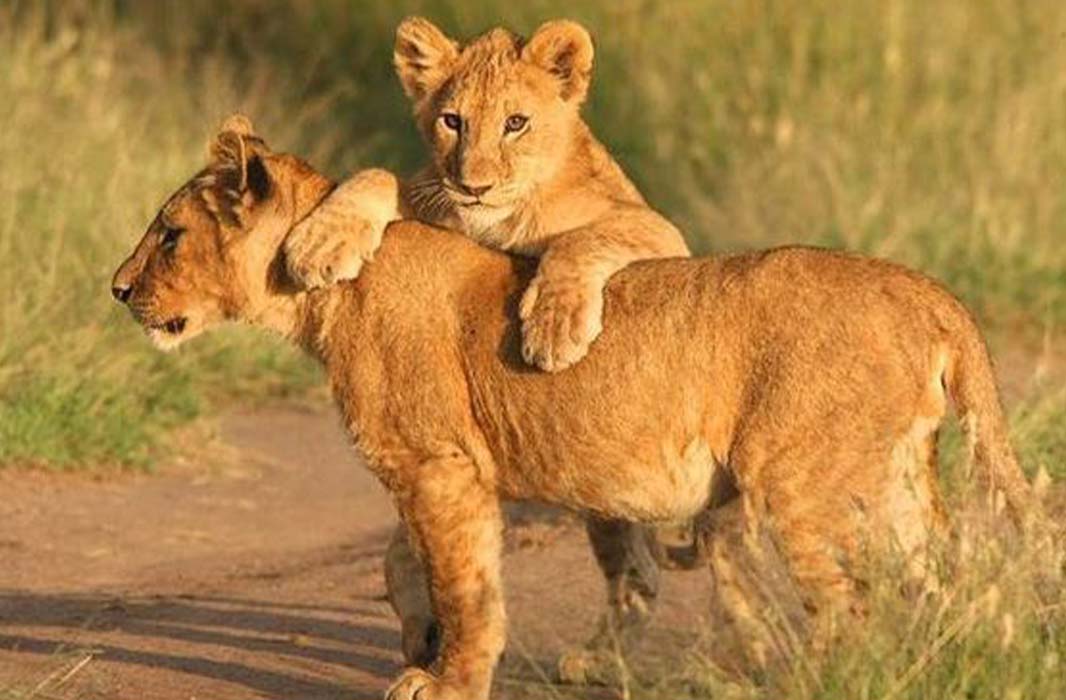 Tarangire National Park