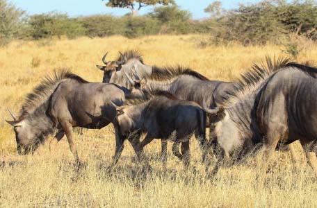 3 Days Tanzania Safari
