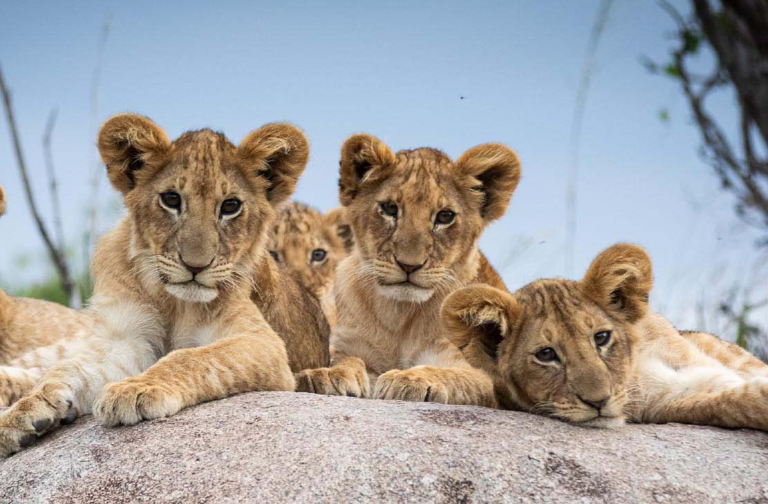 7 days tanznaia safari