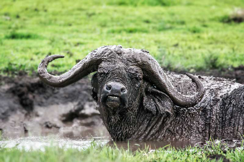 6 Days luxury safari