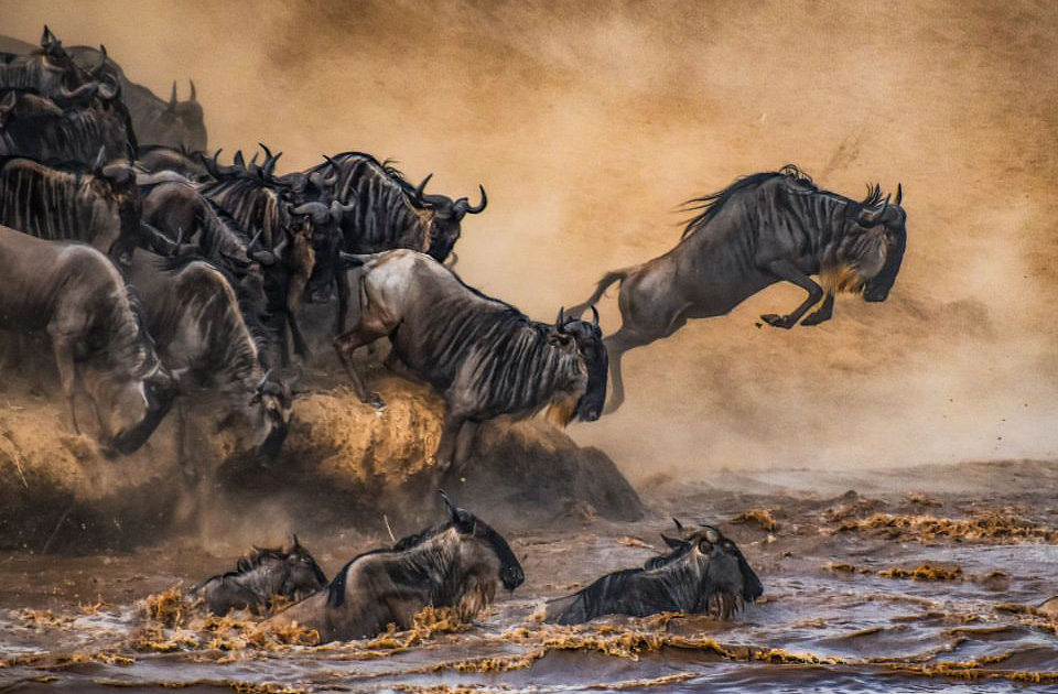 Migration safari