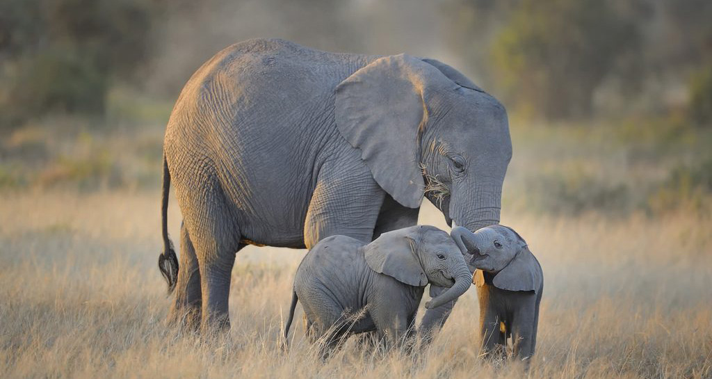  3 days safari