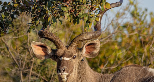  3 days safari