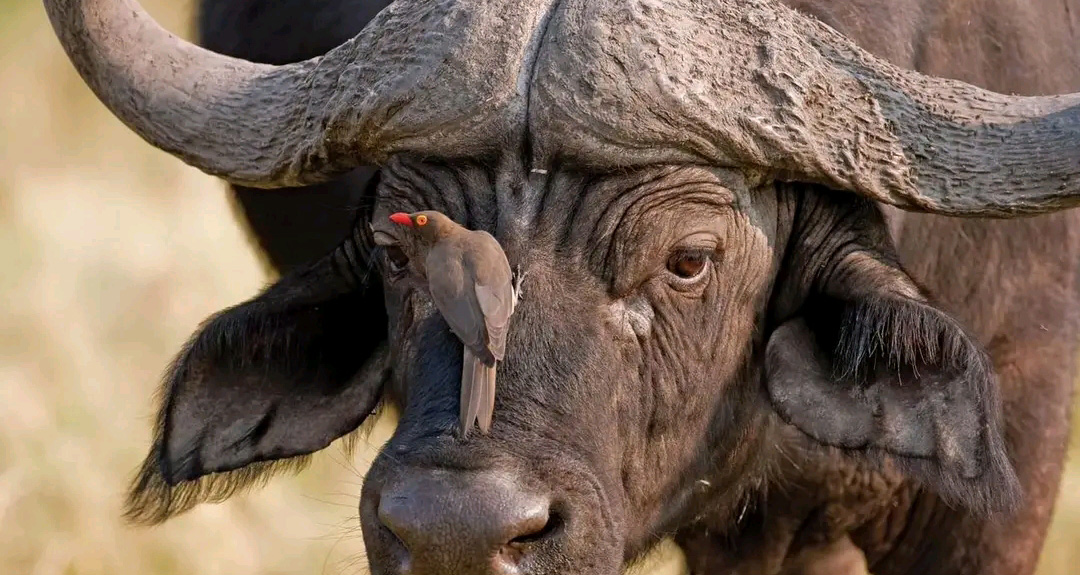  7 days safari