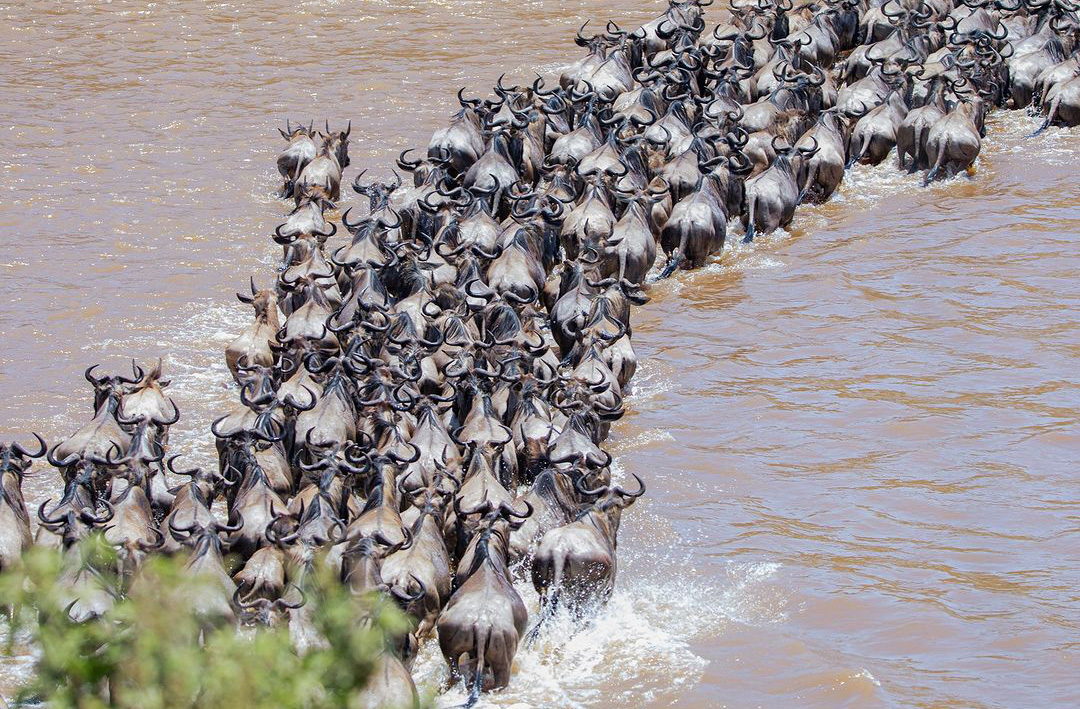 Migration safari