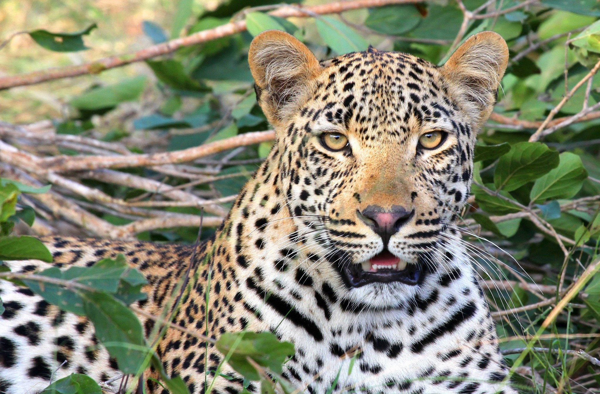 6 Days luxury safari