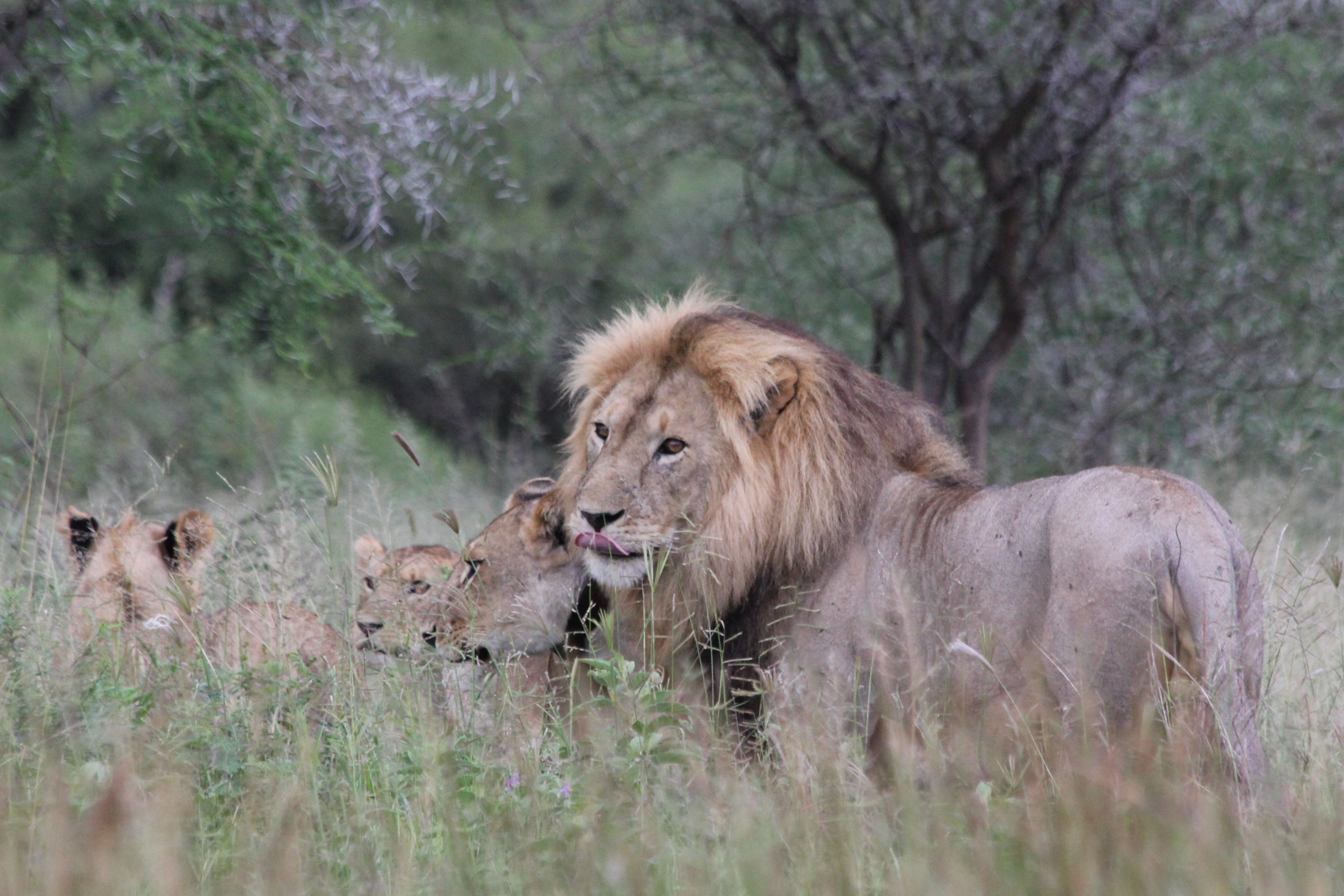 7 Days luxury safari