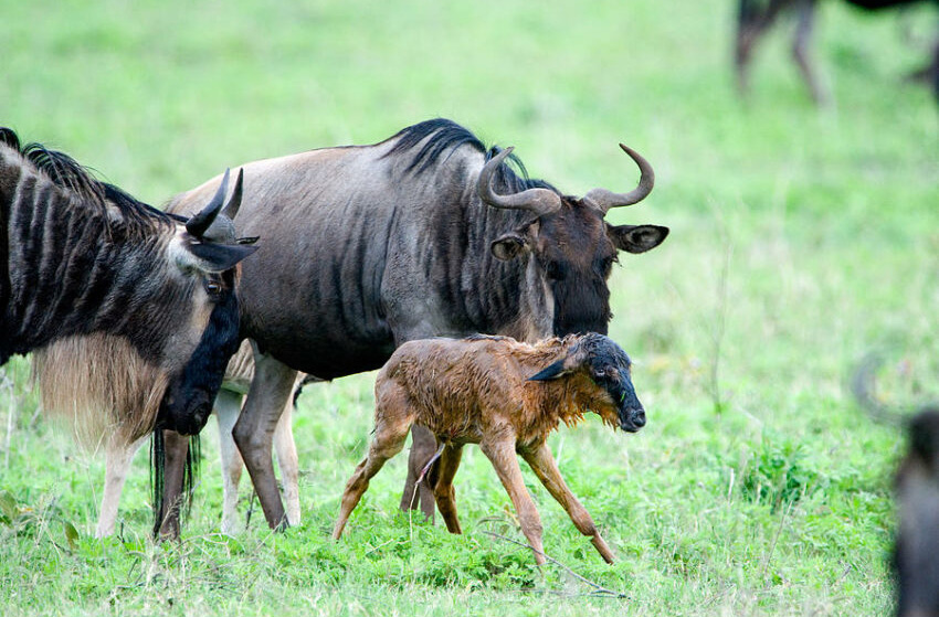 3 Days Tanzania Safari