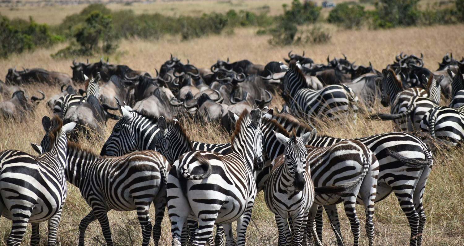  7 days safari