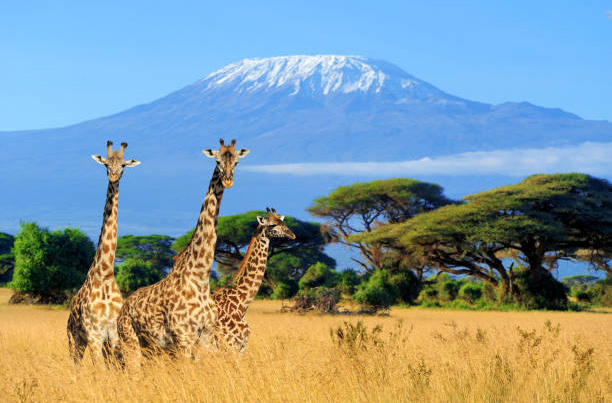 Kenya safari