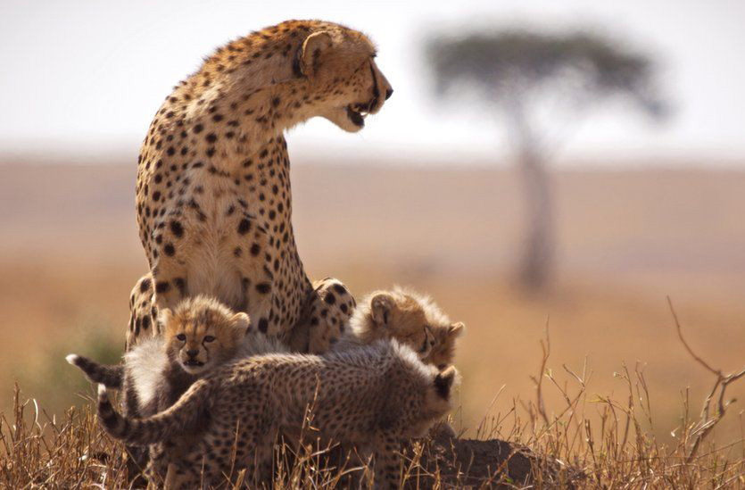 Camping safari