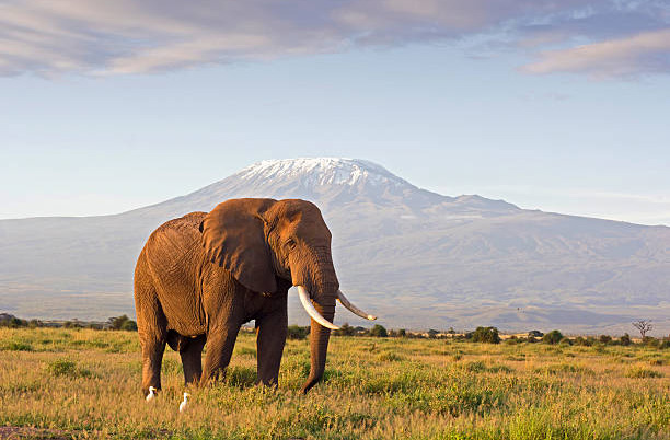 6 Days luxury safari