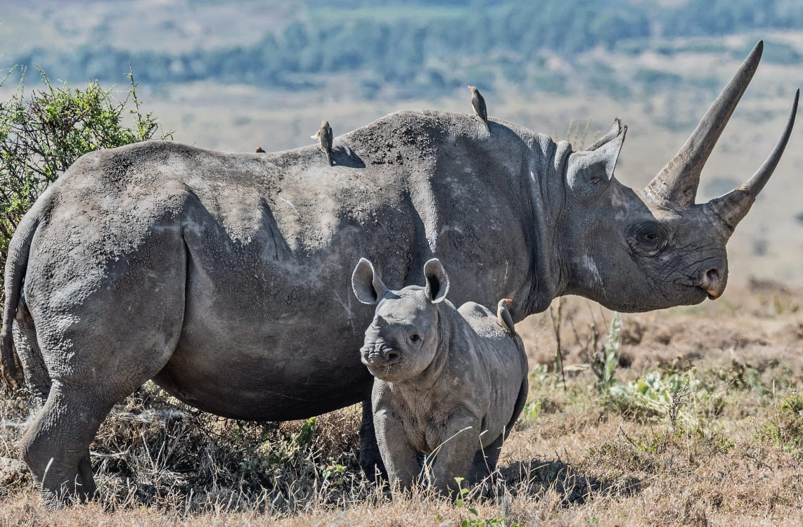 7 days tanznaia safari