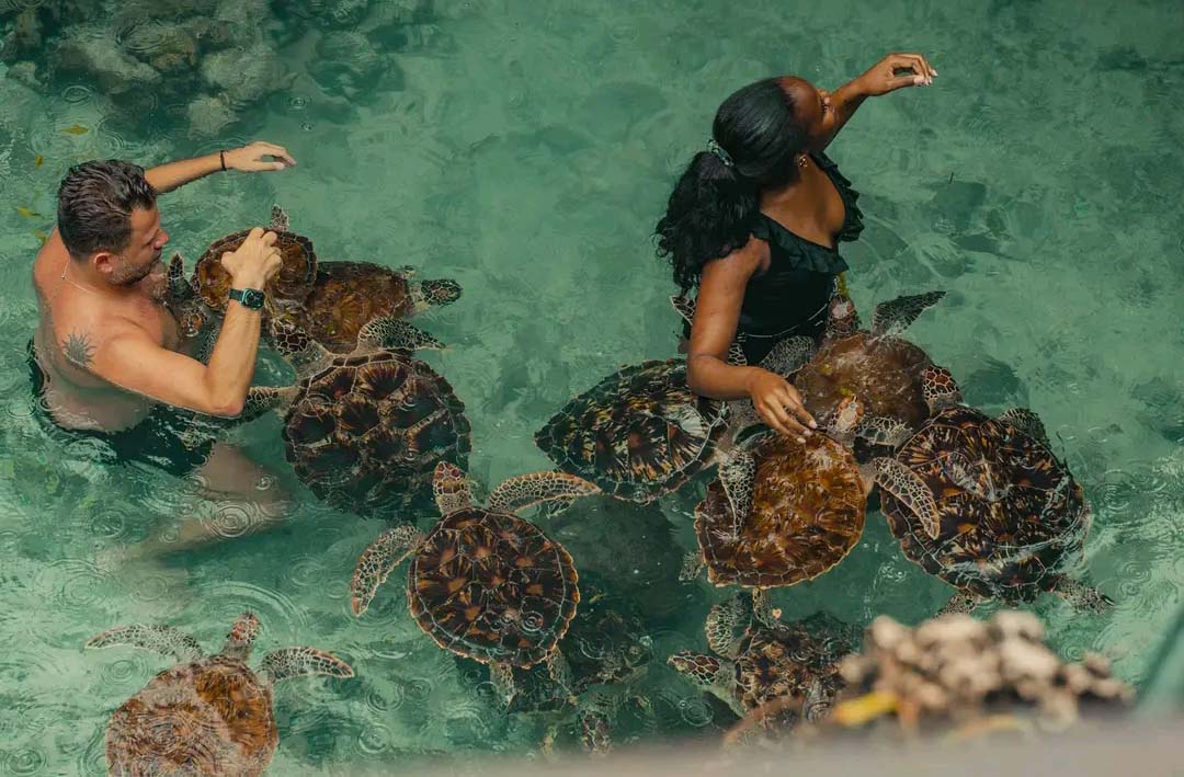 zanzibar beach safari