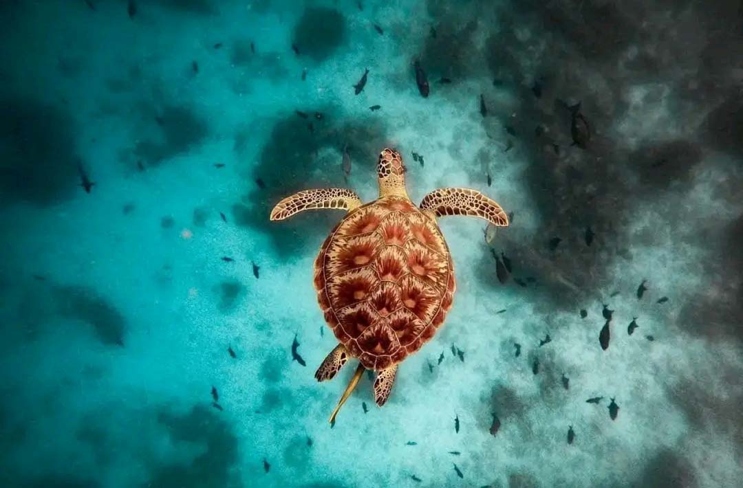 zanzibar beach safari